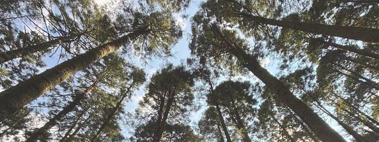 Bosque nativo en Antioquia, Colombia