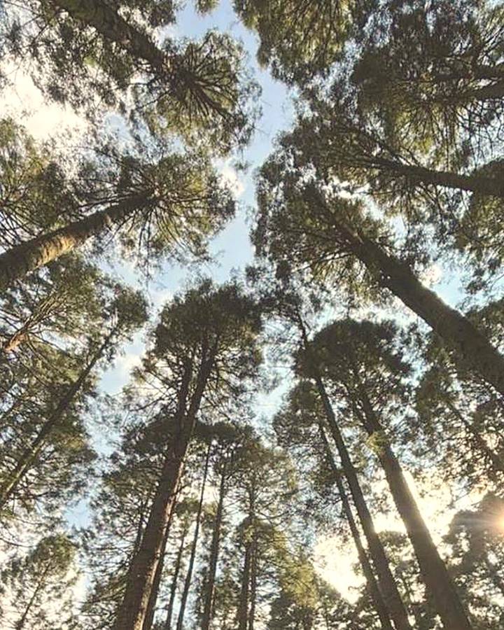 Bosque nativo colombiano